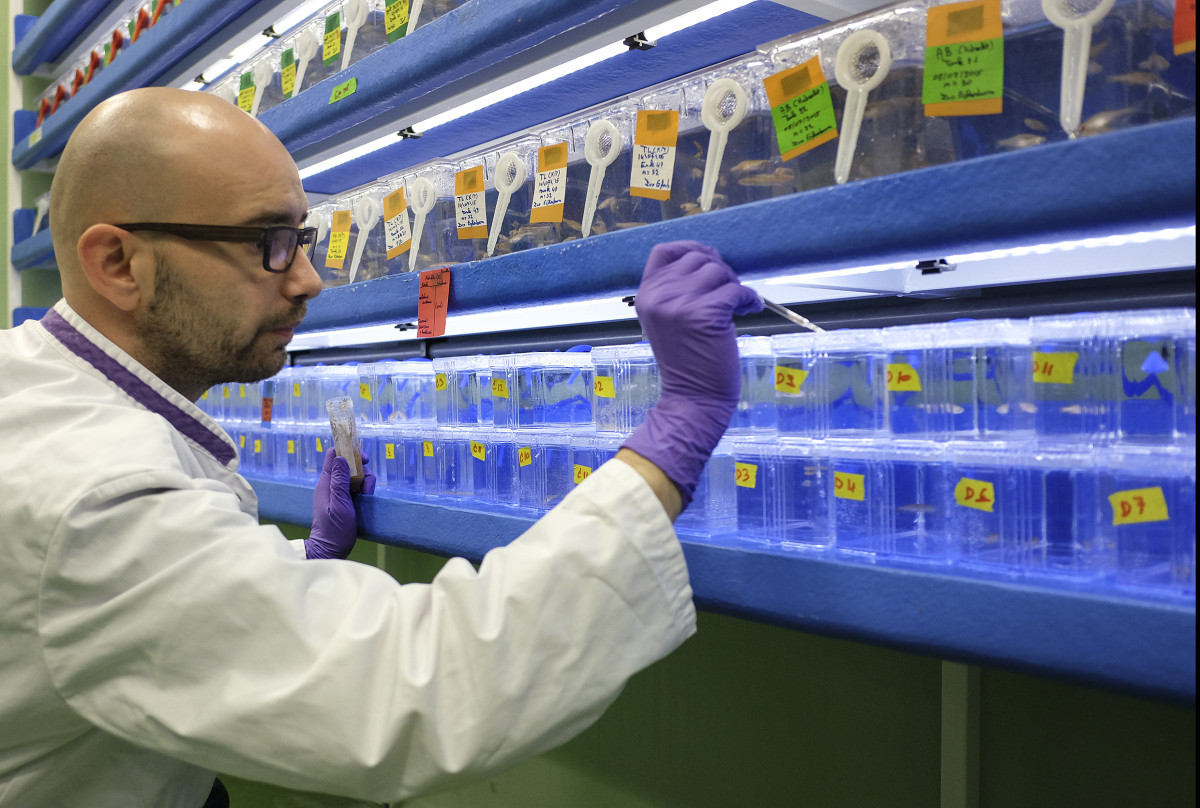 Genome Services MUMC+ zebravissen
