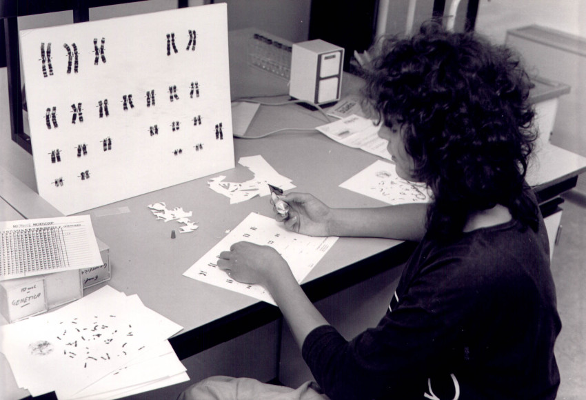 analist knipt karyogrammen in 1988